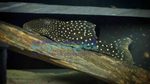 Zbrojnik L 128 - Hemiancistrus sp.128