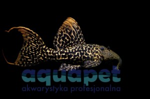 Zbrojnik L273 pseudoacanticus