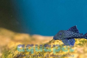 Zbrojnik L 128 - Hemiancistrus sp.128 Blue Phantom