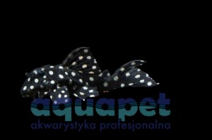 Zbrojnik Hypancistrus sp. L471 (Mini Snowball Pleco) 