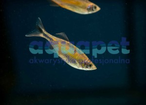 Danio malabarski (Devario malabaricus)