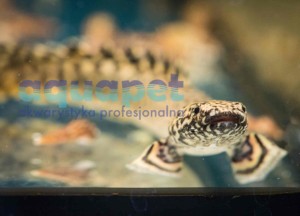 Wielopłetwiec ozdobny (łac. Polypterus ornatipinnis)