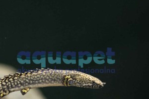Wielopłetwiec bichir lapradei