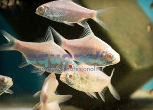 Brzanka Schwanenfelda platinum (Barbonymus schwanenfeldii)