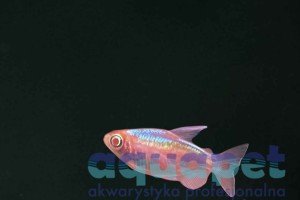 Świecik kongijski (kongolański) albino (Phenacogrammus interruptus albinos)