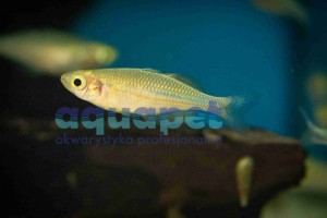 Tęczanka niebieska  (tylko na pary)