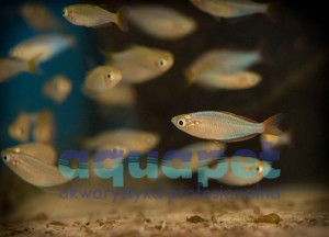 Tęczanka neonowa (Melanotaenia praecox)