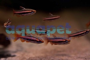 Drobnoustek czerwony (drobnoustek koralowy) (Nannostomus mortenthaleri)