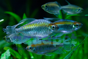 Świecik kongijski, kongolański (Phenacogrammus interruptus)