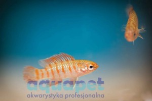 Badis Bengalski  (badis badis)