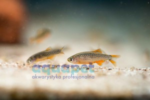 Danio Galaxy Danio Perłowy (Danio margaritatus) (Razbora galaxy)