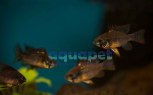 Ramireza Black Knight