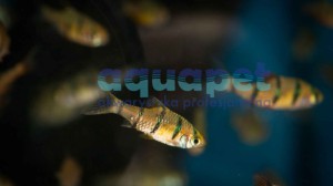 Brzanka pięciopręga (Puntius pentazona)
