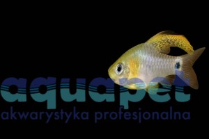 Brzanka żaglopłetwa (Oreichthys crenuchoides)