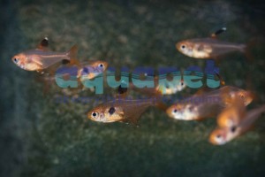 Barwieniec czerwony, fantom czerwony (Hyphessobrycon sweglesi)