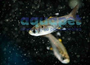 Prystelka barwna (Pristella maxillaris)