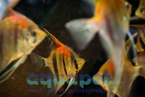 Skalar Manacapuru Red (Pterophyllum Red)