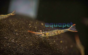 Krewetka Pinokio Red Nose (Caridina Red Nose)