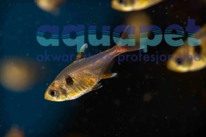 Fantom żółty (Hyphessobrycon bifasciatus)