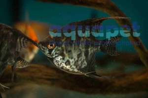 Skalar Ciemny Clown