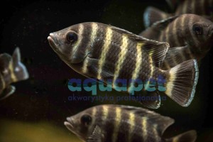 Tilapia buttikoferi