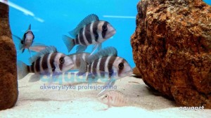 Pyszczak chełmiasty (Cyphotilapia frontosa) 4-5 cm