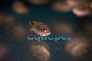 Cynotilapia afra Jalo reef 6-10 cm