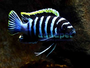 Cynotilapia afra red top licoma 4-6 cm