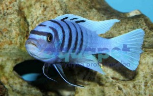 Cynotilapia afra hara Gallireya reef 4-6 cm