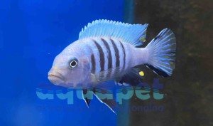 Cynotilapia afra pulpican 4-6 cm