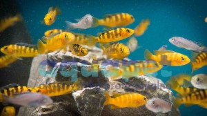 Pseudotropheus sp. crabro 2-4 cm