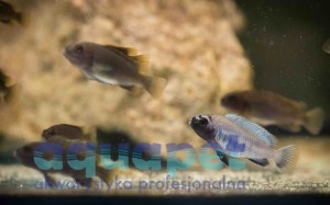 Pseudotropheus sp. polit 4-5 cm