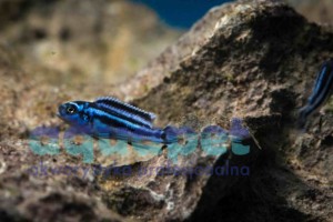 Pseudotropheus sp. maingano 2-4 cm