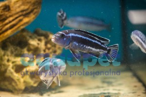 Pseudotropheus sp. maingano 4-6 cm 