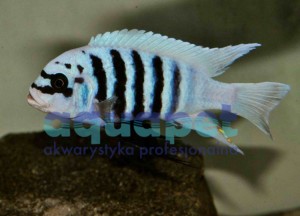Pseudotropheus sp. zebra chilumba ,,Maison reef” 2-4 cm