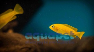 Pseudotropheus sp. saulosi 2-4 cm