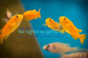 Pseudotropheus sp. saulosi 4-5 cm