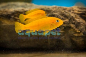 Pseudotropheus sp. saulosi 6-8 cm