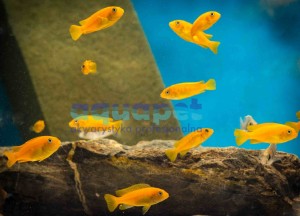 Pseudotropheus sp. saulosi coral 2-4 cm