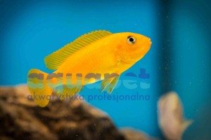 Pseudotropheus sp. saulosi coral 6-8 cm