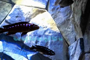 Pseudotropheus sp. elongatus neon spot 2-4 cm