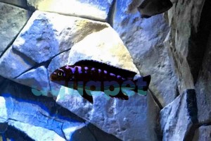 Pseudotropheus sp. elongatus neon spot 4-6 cm