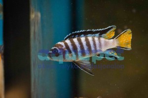 Pseudotropheus sp. elongatus mphanga 2-4 cm 