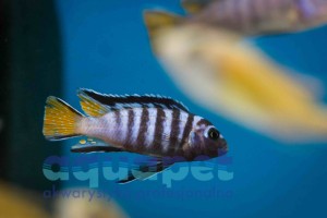 Pseudotropheus sp. elongatus mphanga 4-6 cm