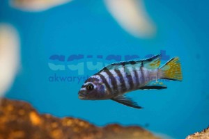 Pseudotropheus sp. elongatus mphanga 6-10 cm