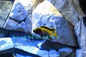 Pseudotropheus sp. flavus 2-4 cm