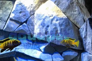 Pseudotropheus sp. flavus 4-6 cm 