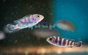 Pseudotropheus sp. demasoni 2-3,5 cm