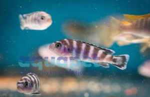 Pseudotropheus sp. demasoni 4-6 cm