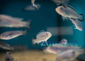 Pseudotropheus sp. socolofi 2-4 cm